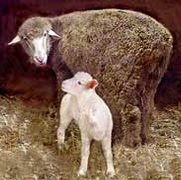 Rambouilett Featured Breed art by Nora Paul Budziak