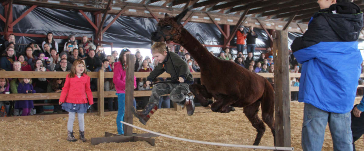 Leaping Llamas 2014b Garret Lown