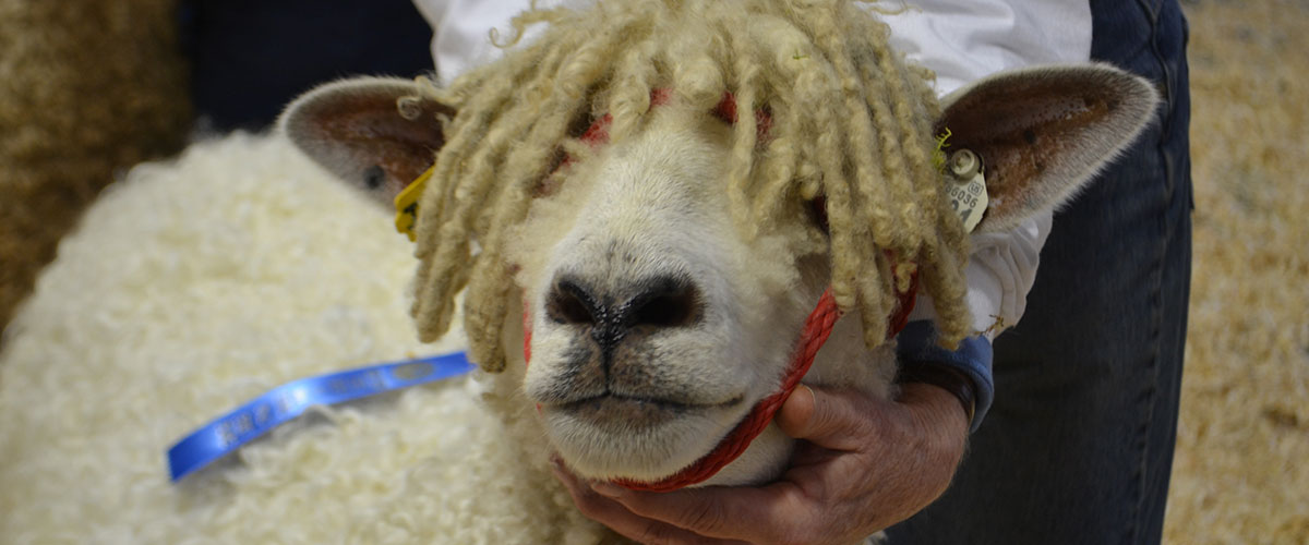 Sheep Show 2