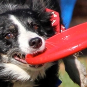 Dog Demos
