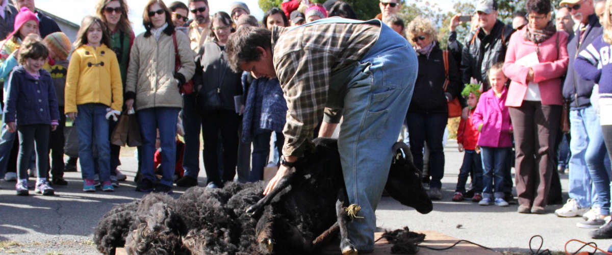 Sheep Shearing