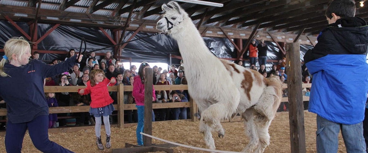 Leaping Llamas 2014d Garret Lown