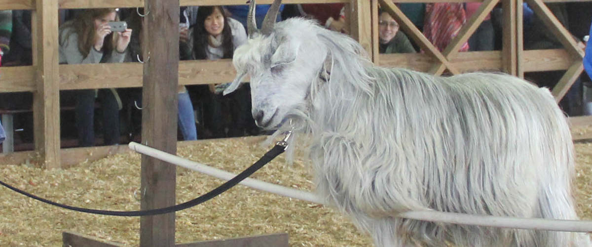 Leaping Llamas 2014c Garret Lown