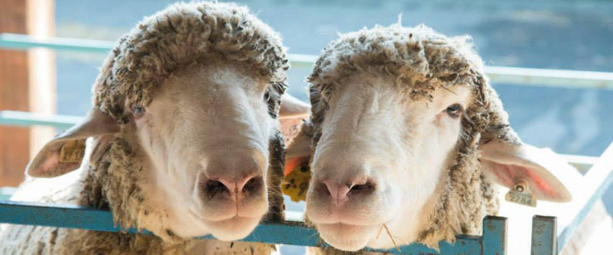 Sheep Pair