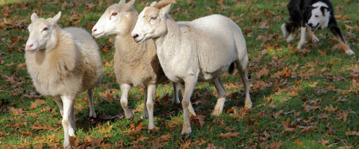Working Dogs Sheep