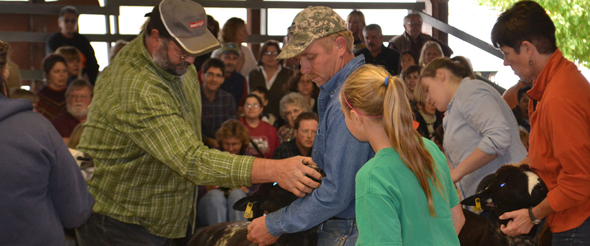 Sheep Show