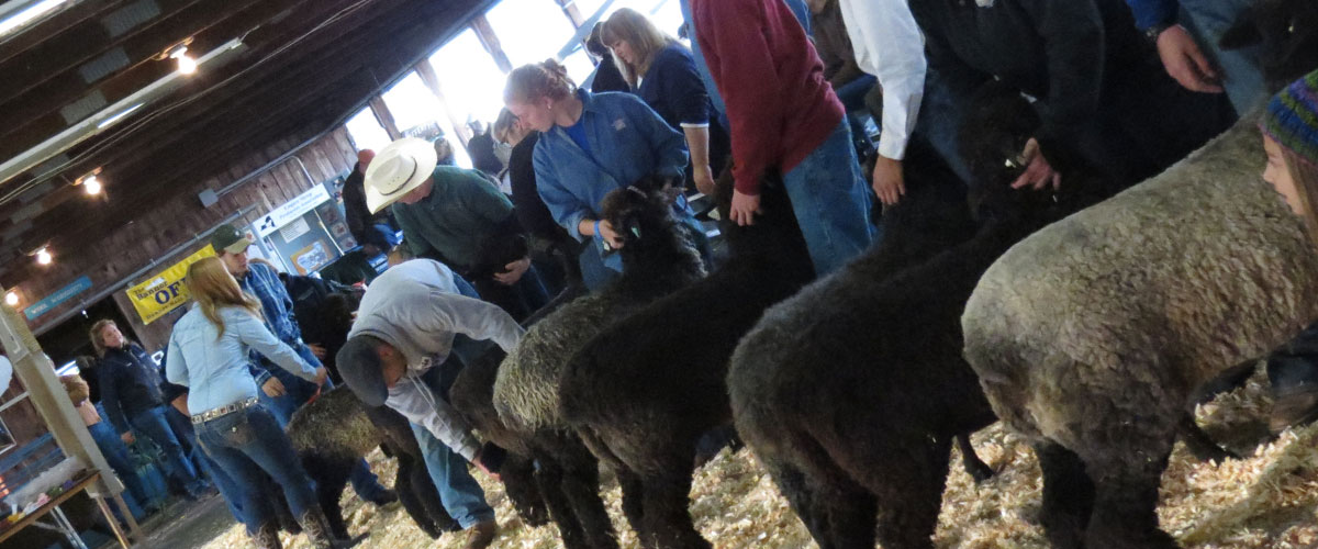 Sheep Show 3