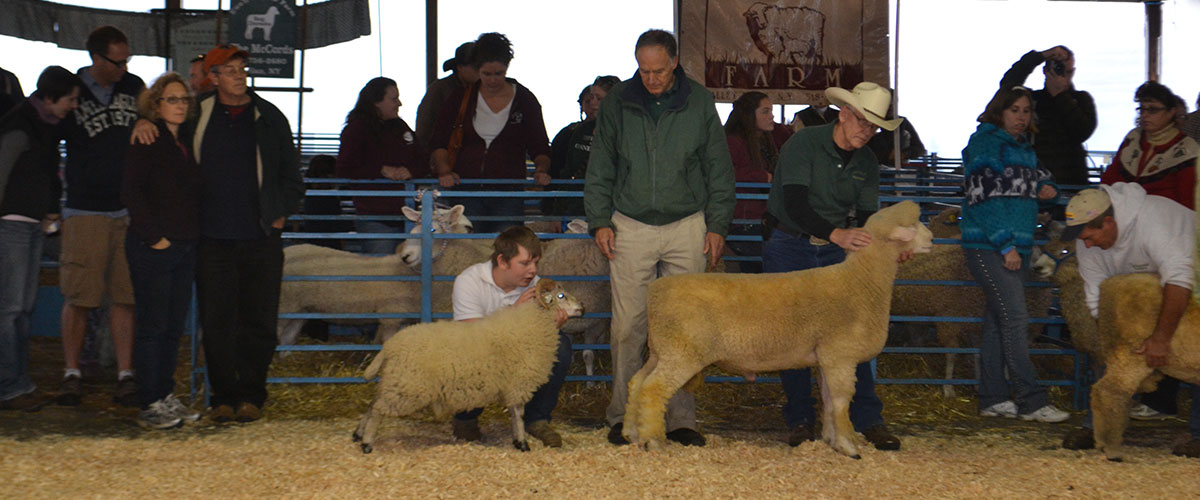 Sheep Show 4