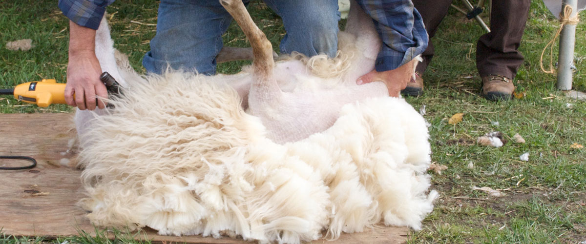 Sheep Shearing 2