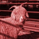 Angora Goat Show