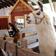 Camelid Fiber Animals