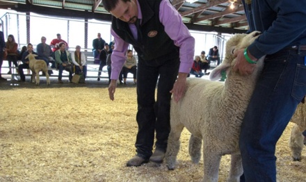 Sheep Shows