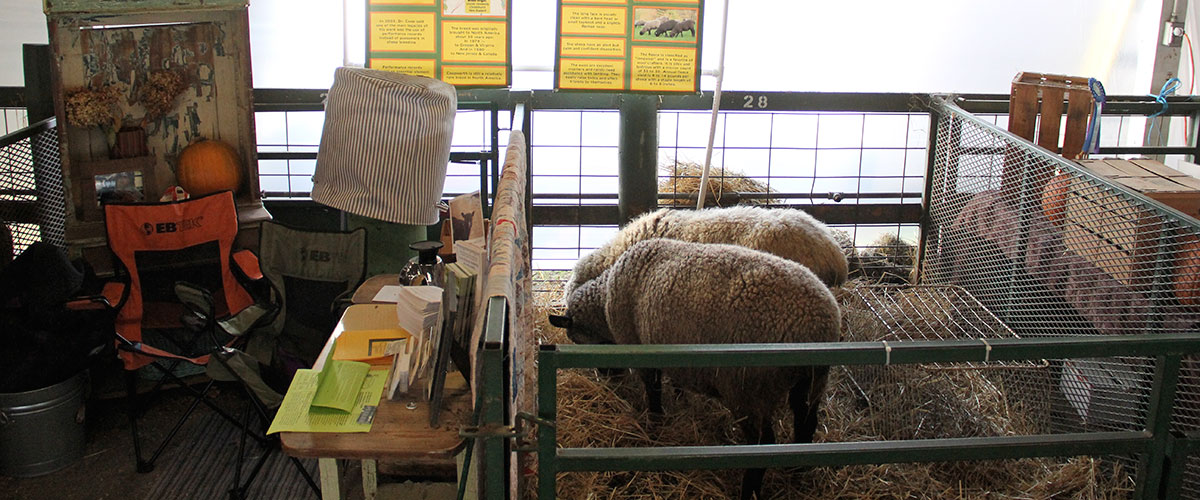 SheepBreed_6954