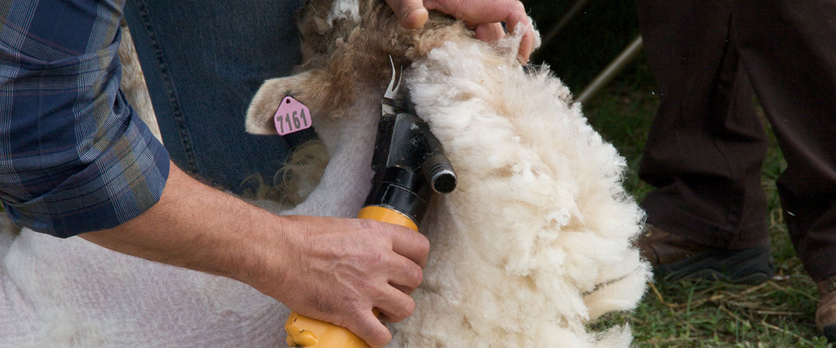 Sheep Shearing 3