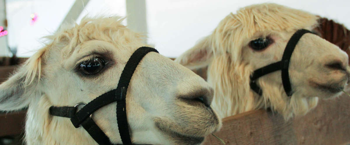 Garret Lown Camelid Big Eyes