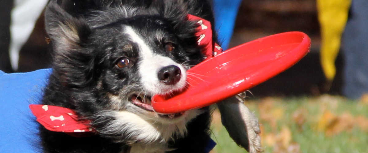 Discdog3