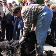 Sheep Shearing