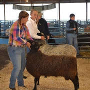 Sheep Show (B&W)