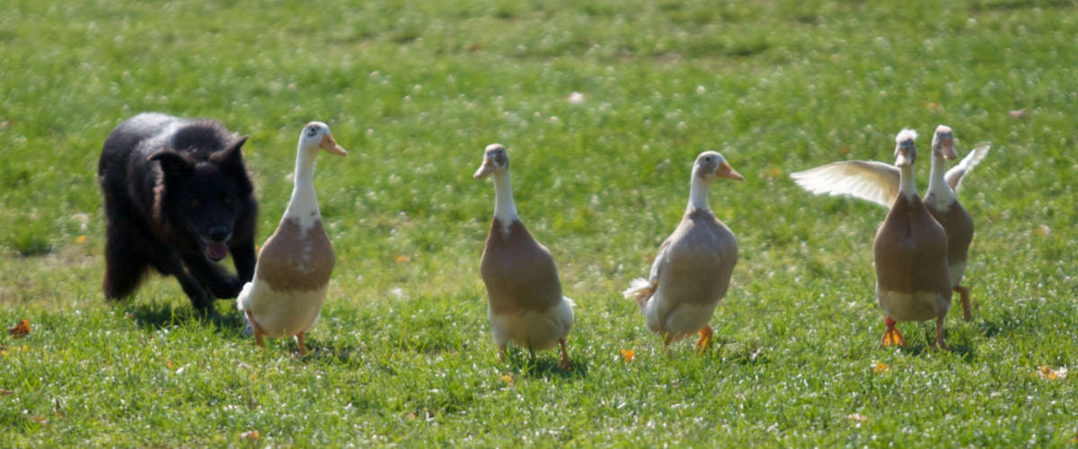 Working Dogs Ducks