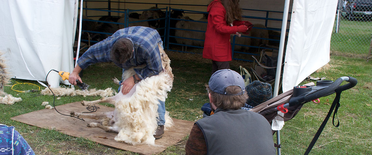 Sheep Shearing 1