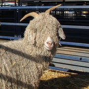 Northeast Angora Goat Show