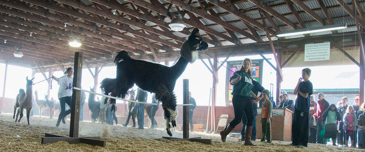 Leaping Llamas 2013 Alicia King