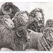 Merino Featured Breed art by Joan Blazis Levitt