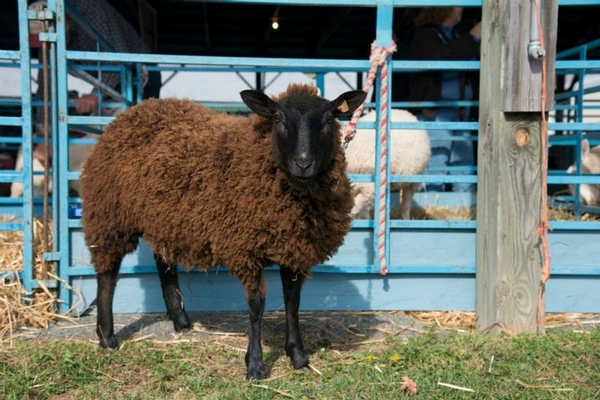 Sheep
