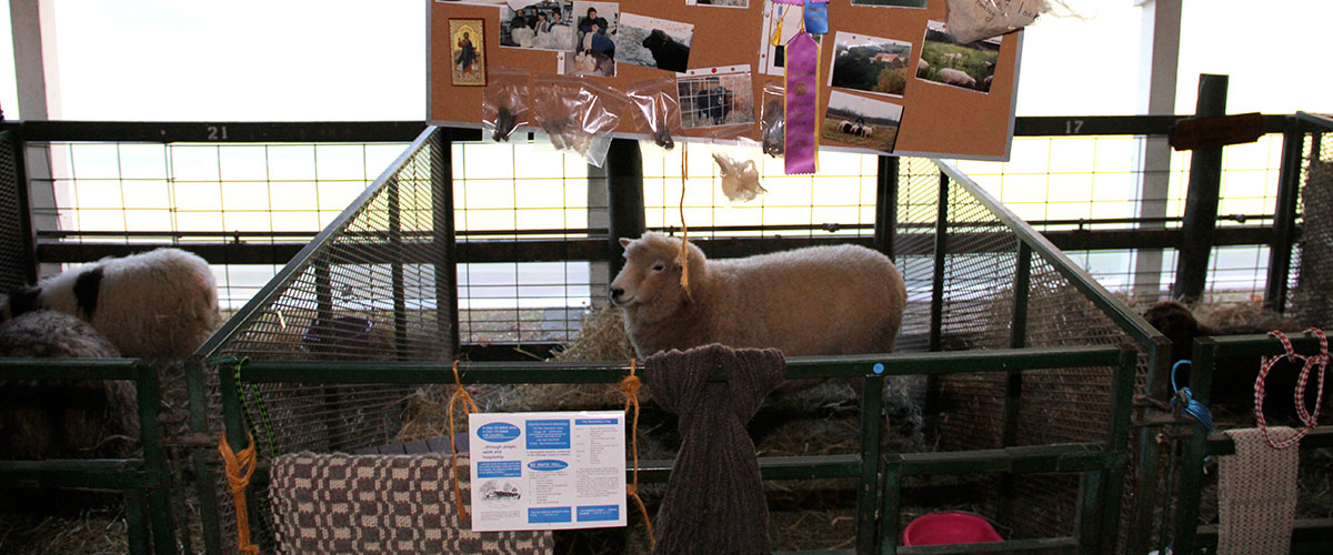 SheepBreed_6933