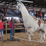 Leaping Llamas