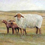 Tunis Featured Breed art by Jerilyn Weber